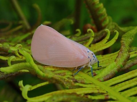 Flatid Planthopper - Cenestra aurora Tentative ID Cenestra aurora,Flatid Planthopper,Hopper,Malaysia,Planthopper,Sabah