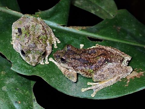 Not a Couple VIETNAM Frog,Kurixalus bisacculus,Serrate-Legged Tree Frog,Tree Frog,Vietnam
