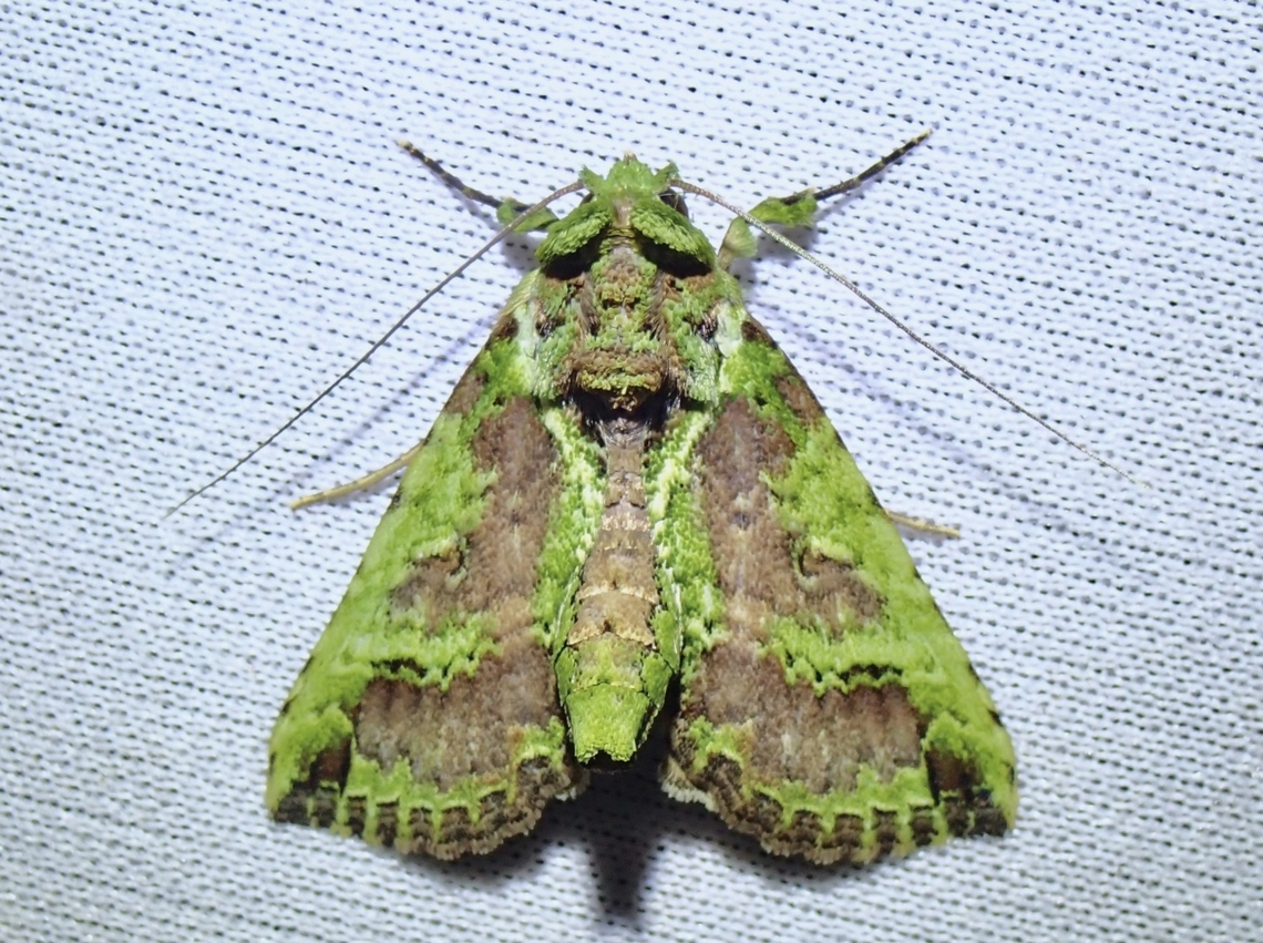 Tufted Moth - Risoba chlora  Malaysia,Moth,Risoba chlora,Sabah,Tufted Moth