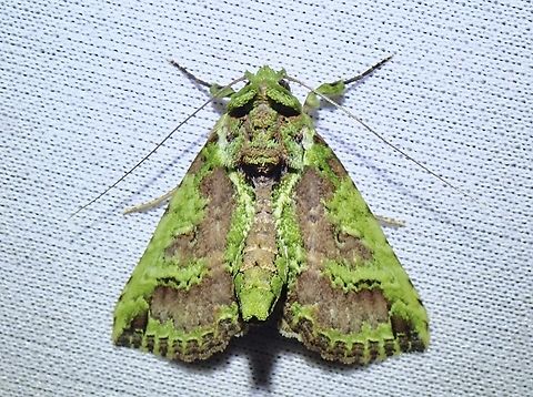 Tufted Moth - Risoba chlora  Malaysia,Moth,Risoba chlora,Sabah,Tufted Moth