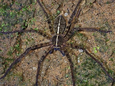 Huntsman Spider - Heteropoda cyperusiria  Heteropoda cyperusiria,Huntsman Spider,La Union,Philippines,Spider
