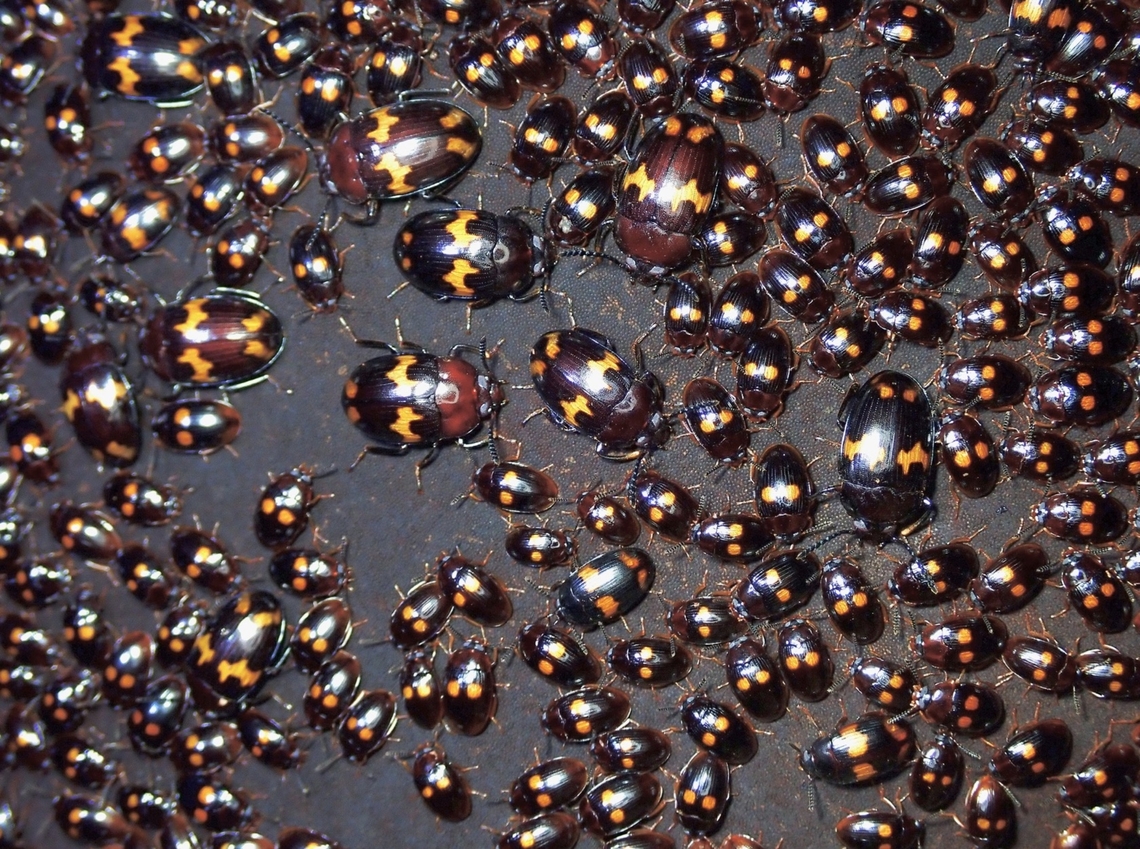 How many Beetles? How many species? Too many Beetles to count, but possible to count to 3 species of Darkling Beetles of the same genus - Ischnodactylus sp.<br />
<br />
This observation is on the smallest sized Beetles with 2 roundish spots - Ischnodactylus rubromarginatus Beetle,Darkling Beetle,Ischnodactylus rubromarginatus,Malaysia,Selangor