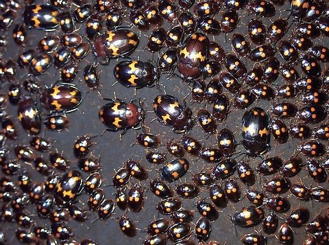 How many Beetles? How many species? Too many Beetles to count, but possible to count to 3 species of Darkling Beetles of the same genus - Ischnodactylus sp.

This observation is on the smallest sized Beetles with 2 roundish spots - Ischnodactylus rubromarginatus Beetle,Darkling Beetle,Ischnodactylus rubromarginatus,Malaysia,Selangor