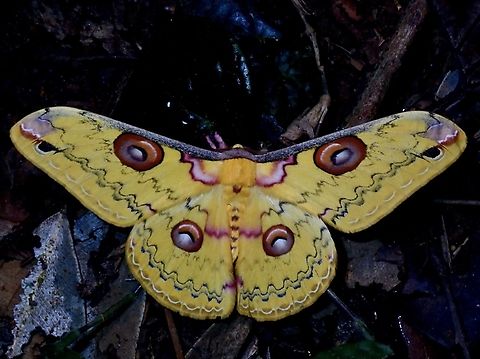 Emperor Moth - Loepa sikkima Tentative ID

VIETNAM Emperor Moth,Golden Emperor Moth,Loepa sikkima,Moth,Vietnam