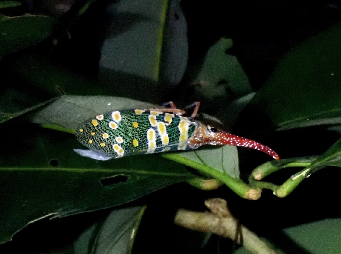 Lantern Bug - Pyrops candelaria VIETNAM Hopper,Lantern Bug,Planthopper,Pyrops candelaria,Vietnam