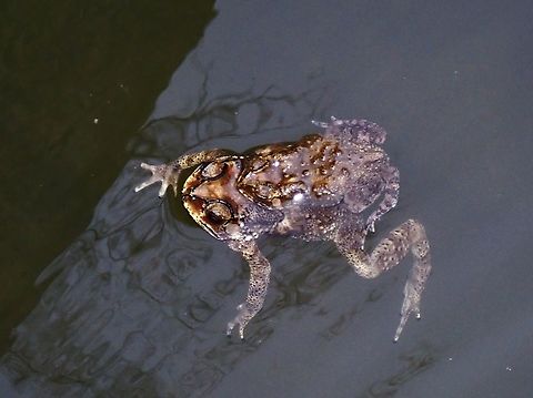 Honeymoon in VIETNAM VIETNAM Asian Common Toad,Common Toad,Duttaphrynus melanostictus,Toad,Vietnam