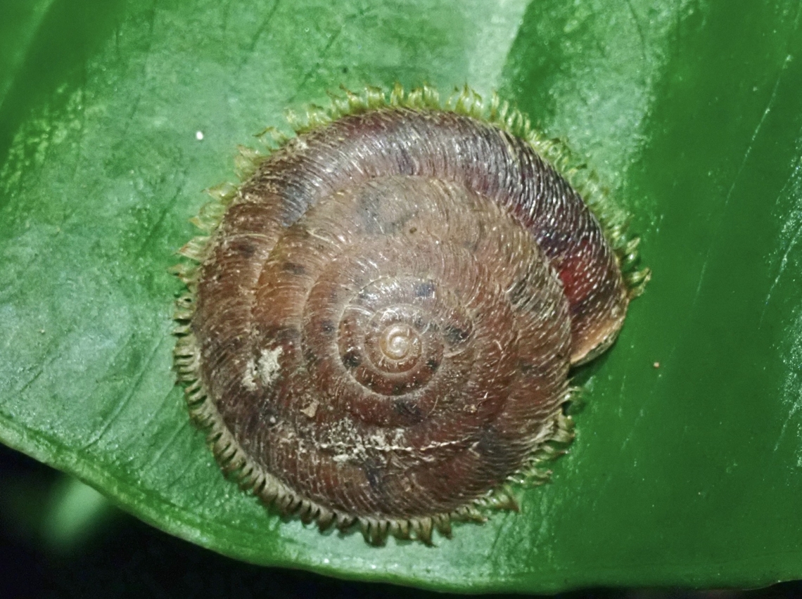 Hairy Snail - Plectotropis mackensii  Hairy Snail,Land Snail,Plectotropis mackensii,Snail,Taipei,Taiwan