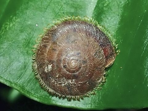 Hairy Snail - Plectotropis mackensii  Hairy Snail,Land Snail,Plectotropis mackensii,Snail,Taipei,Taiwan