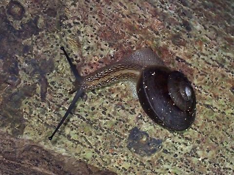 Land Snail - Nesiohelix swinhoei  Land Snail,Nesiohelix swinhoei,Snail,Taipei,Taiwan