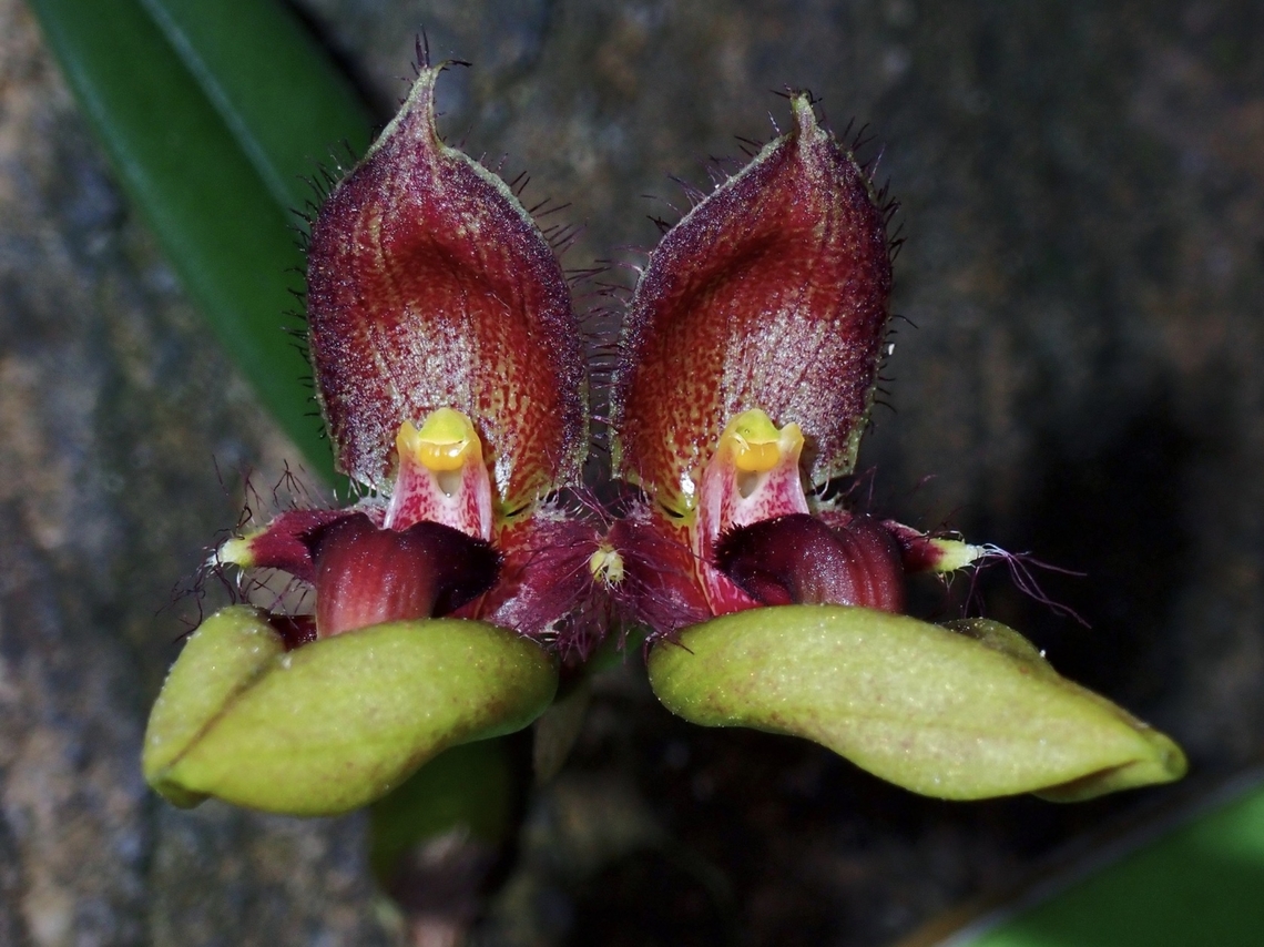 Rare & Endangered! Discovered and described in 1985, possibly endemic to the island of Taiwan.<br />
Listed as Endangered! Bulbophyllum pingtungense,Flower,Orchid,Pingtung Bulbophyllum,Taiper,Taiwan