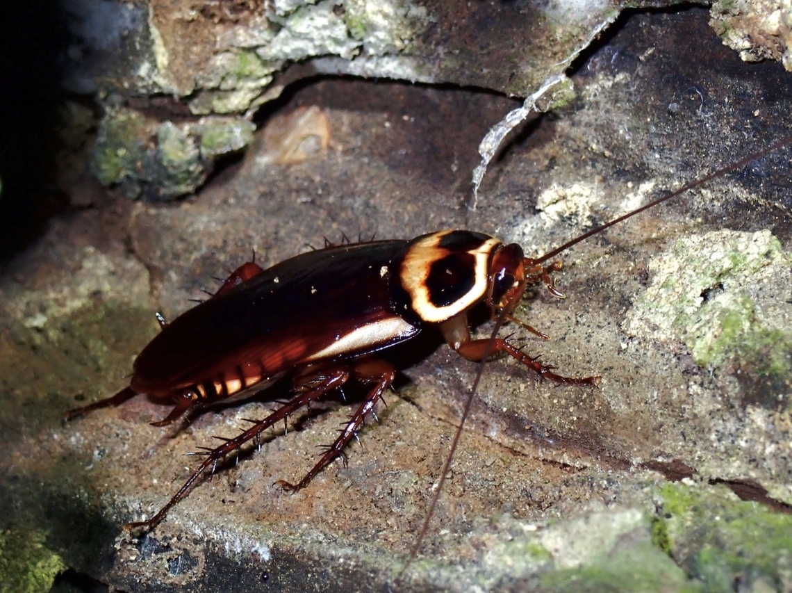Australian Immigrant in Taiwan?  Australian Cockroach,Cockroach,Periplaneta australasiae,Taipei,Taiwan