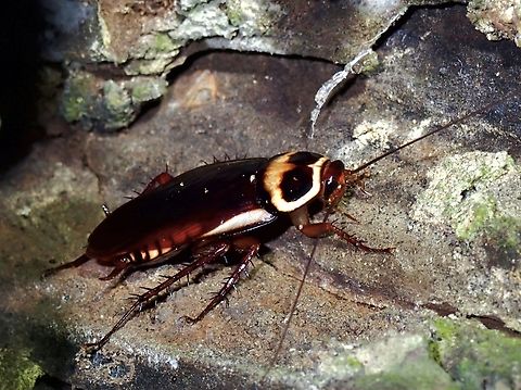 Australian Immigrant in Taiwan?  Australian Cockroach,Cockroach,Periplaneta australasiae,Taipei,Taiwan