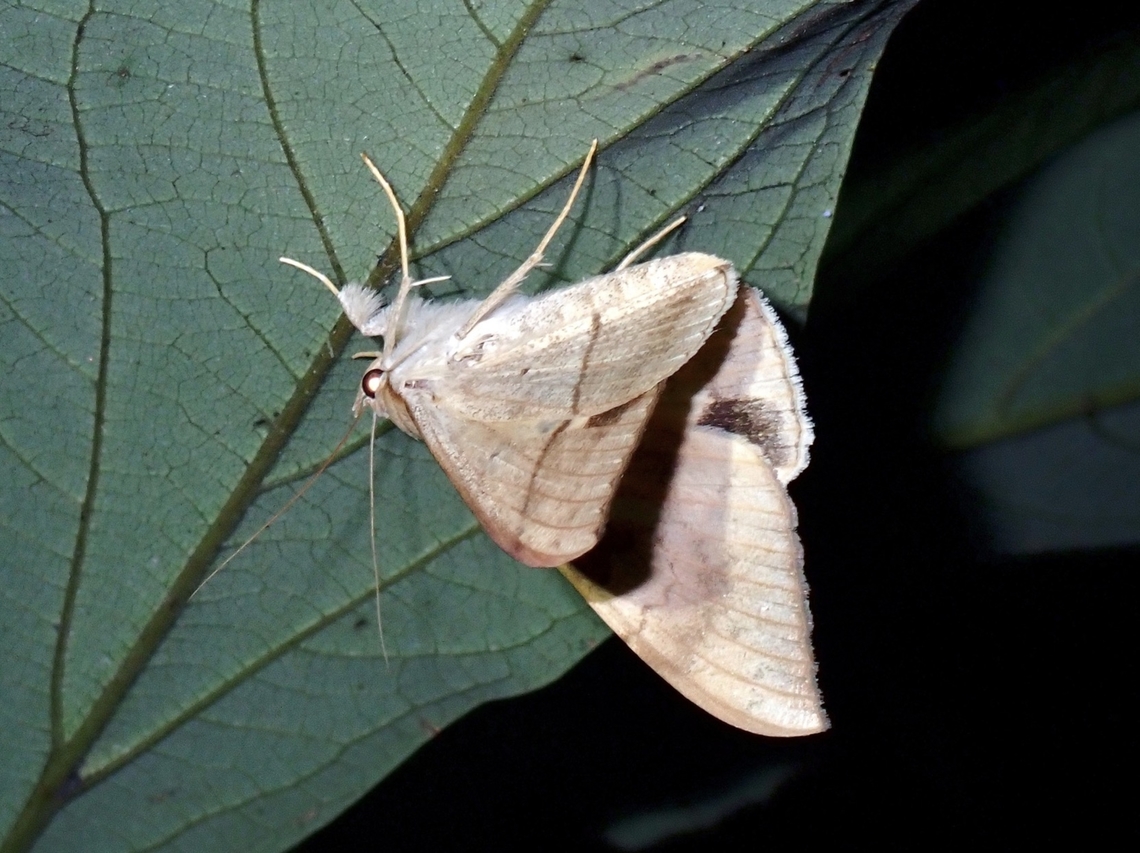 Longan Semi-Looper - Oxyodes scrobiculata Tentative ID Longan Semi-Looper,Moth,Oxyodes scrobiculata,Taipei,Taiwan