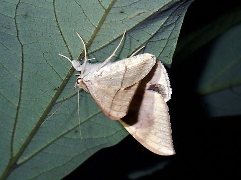 Longan Semi-Looper - Oxyodes scrobiculata Tentative ID Longan Semi-Looper,Moth,Oxyodes scrobiculata,Taipei,Taiwan