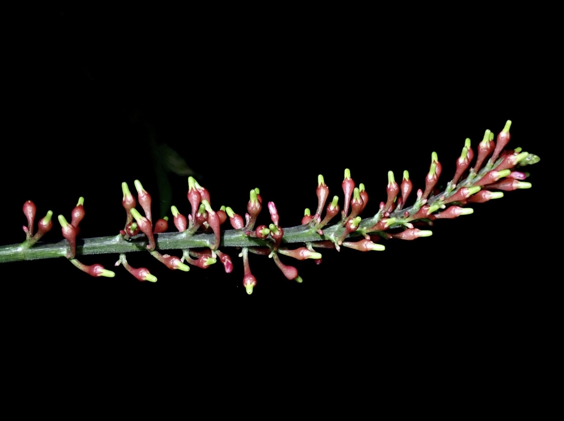 Firespike - Odontonema tubaeforme  Firespike,Odontonema tubaeforme,Taipei,Taiwan