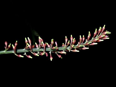 Firespike - Odontonema tubaeforme  Firespike,Odontonema tubaeforme,Taipei,Taiwan