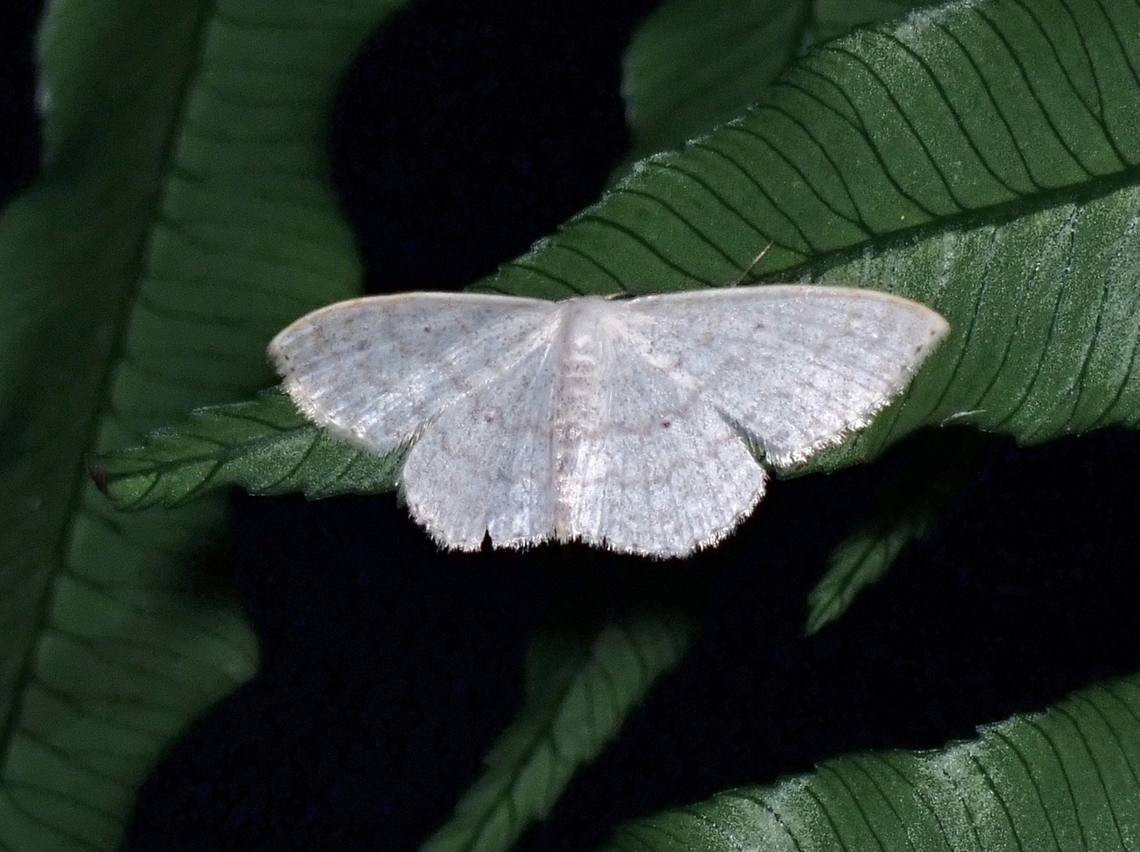 Sub-Angled Wave - Scopula nigropunctata  Moth,Scopula nigropunctata,Sub-Angled Wave,Taipei,Taiwan