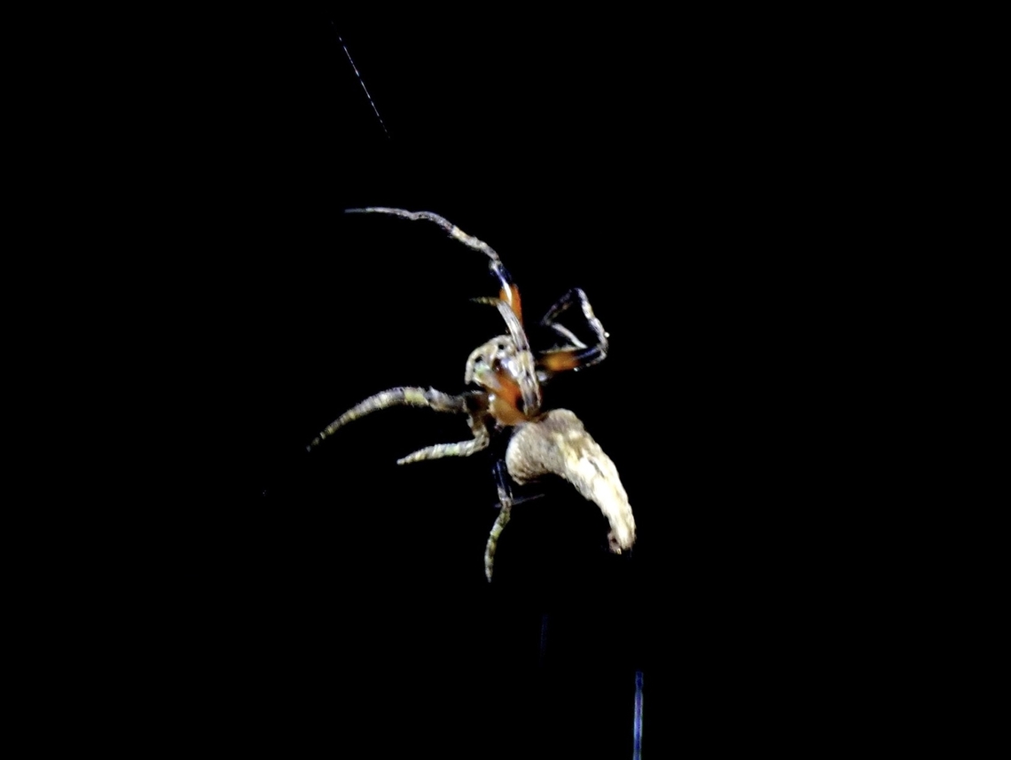 Orbweaver Spider - Poltys columnaris  Orbweaver Spider,Poltys columnaris,Spider,Taipei,Taiwan