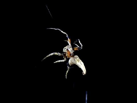 Orbweaver Spider - Poltys columnaris  Orbweaver Spider,Poltys columnaris,Spider,Taipei,Taiwan
