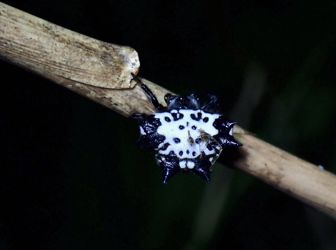 Black-And-White Spiny Spider - Gasteracantha kuhli  Black-And-White Spiny Spider,Gasteracantha kuhli,Orbweaver Spider,Spider,Spiny Spider,Taipei,Taiwan