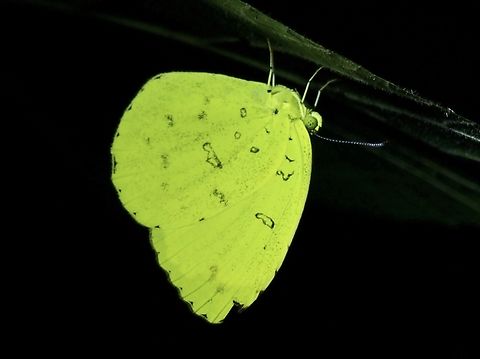 Three-Spot Grass Yellow - Eurema blanda  Butterfly,Eurema blanda,Taipei,Taiwan,Three-Spot Grass Yellow