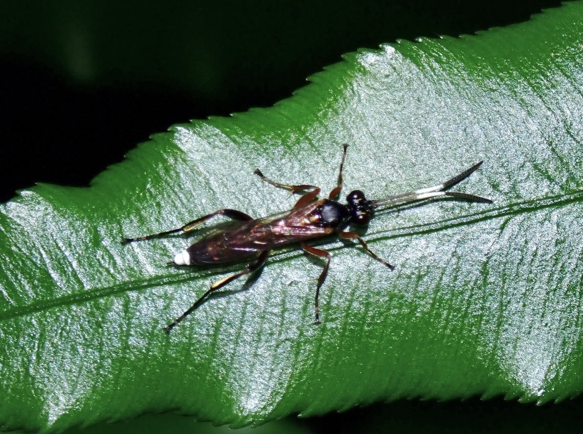 Ichneumonid Wasp - Goryphus basilaris  Goryphus basilaris,Ichneumonid Wasp,Taipei,Taiwan,Wasp