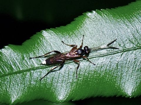 Ichneumonid Wasp - Goryphus basilaris  Goryphus basilaris,Ichneumonid Wasp,Taipei,Taiwan,Wasp