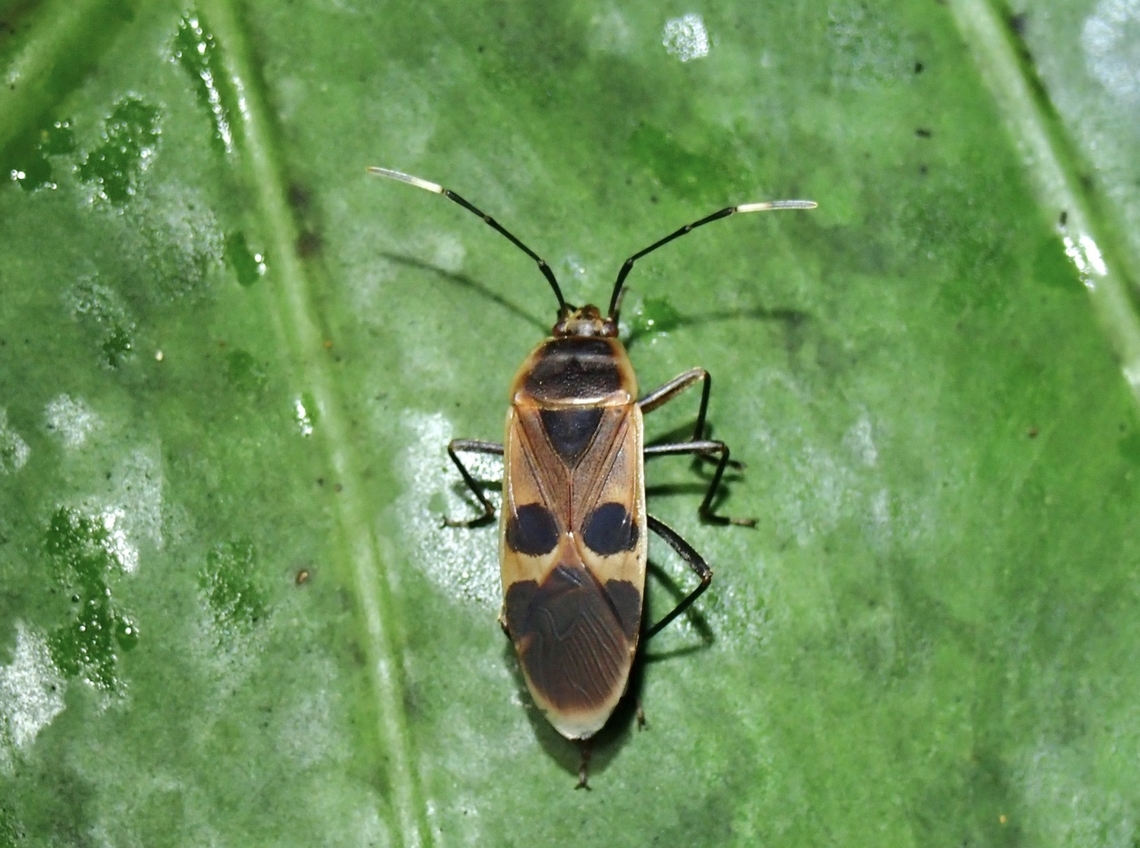 Gutta Bug - Physopelta gutta  Gutta Bug,Physopelta gutta,Taipei,Taiwan