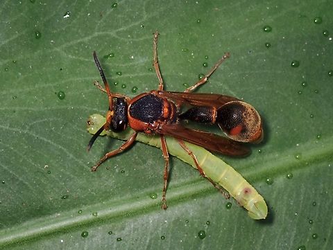 Cat Meal  Oreumenes decoratus,Taipei,Taiwan,Wasp