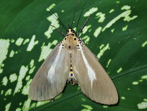 Snouted Tiger Moth - Asota heliconia  Asota heliconia,Moth,Snouted Tiger Moth,Taipei,Taiwan