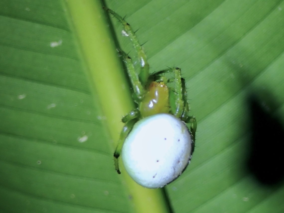 Orbweaver Spider - Aoaraneus pentagrammicus  Aoaraneus pentagrammicus,Araneus pentagrammicus,Orbweaver Spider,Spider,Taipei,Taiwan