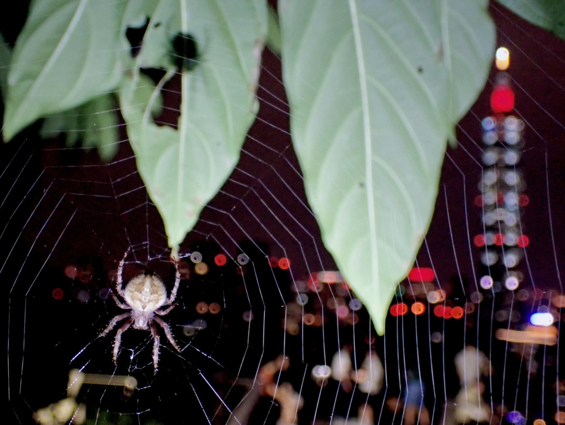 Taipei 101 Night Scene  Neoscona punctigera,Orbweaver Spider,Spider,Taipei,Taiwan