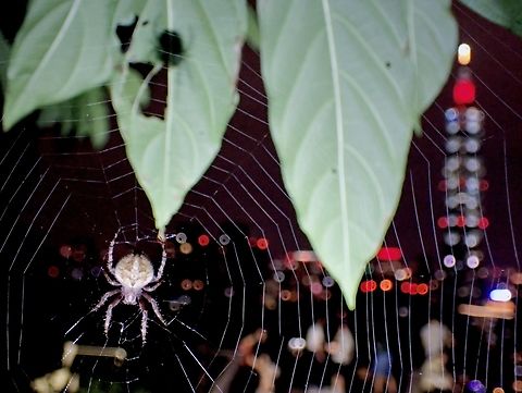 Taipei 101 Night Scene  Neoscona punctigera,Orbweaver Spider,Spider,Taipei,Taiwan