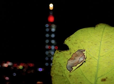 Taipei 101  Moth,Nothomiza flavicosta,Taipei,Taiwan