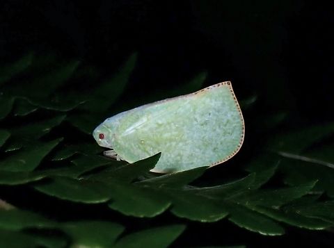 Asiatic green flatid