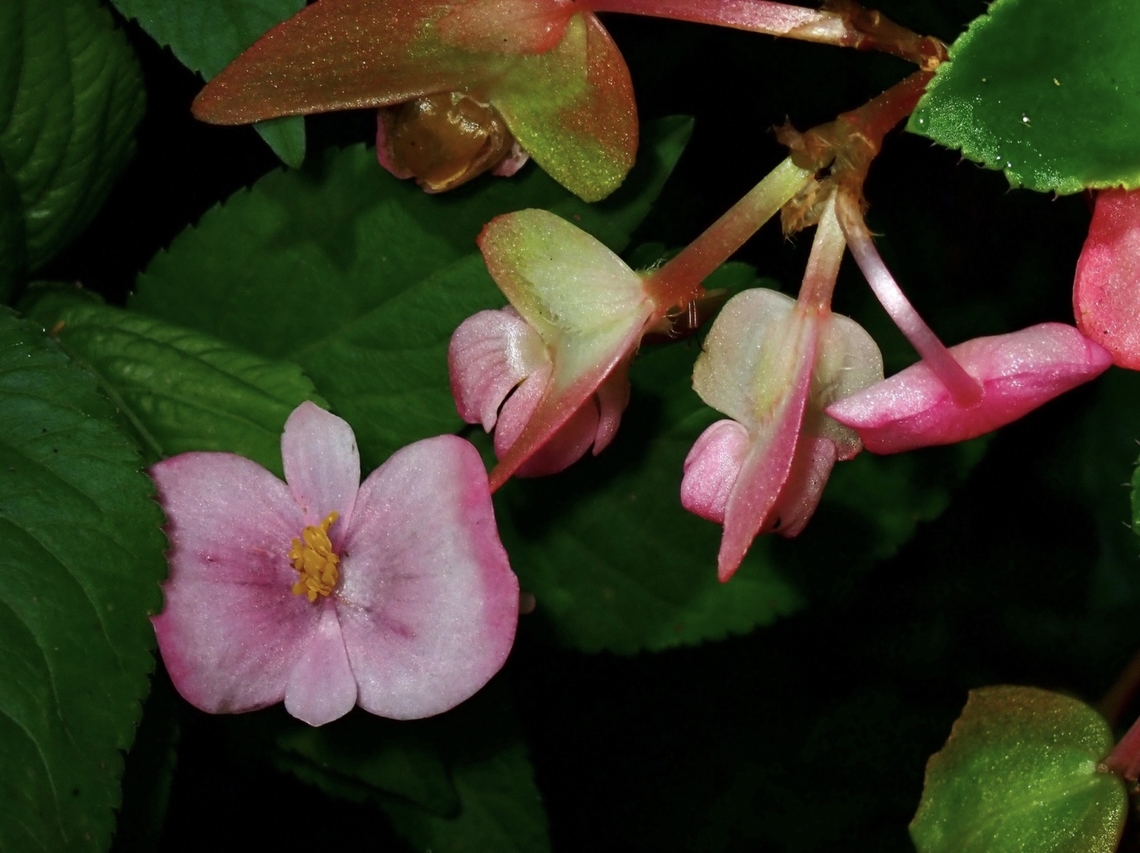 Begonia - Begonia formosana Endemic and named after Taiwan Begonia,Begonia formosana,Flower,Taipei,Taiwan