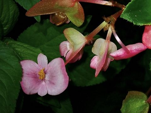 Begonia - Begonia formosana Endemic and named after Taiwan Begonia,Begonia formosana,Flower,Taipei,Taiwan