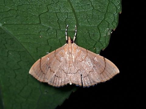 Taiwan - Hyalobathra illectalis  Hyalobathra illectalis,Moth,Taipei,Taiwan