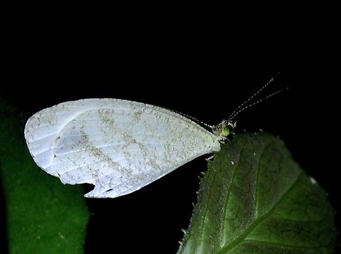 Psyche - Leptosia nina 2X Butterfly,Leptosia nina,Psyche,Taipei,Taiwan