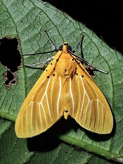 Snouted Tiger Moth - Asota egens  Asota egens,Moth,Snouted Tiger Moth,Taipei,Taiwan