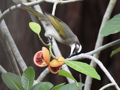 Taiwan Bulbul - Pycnonotus sinensis formosae Sub-species, named after and endemic to Taiwan Bird,Bulbul,Pycnonotus sinensis formosae,Taipei,Taiwan,Taiwan Bulbul