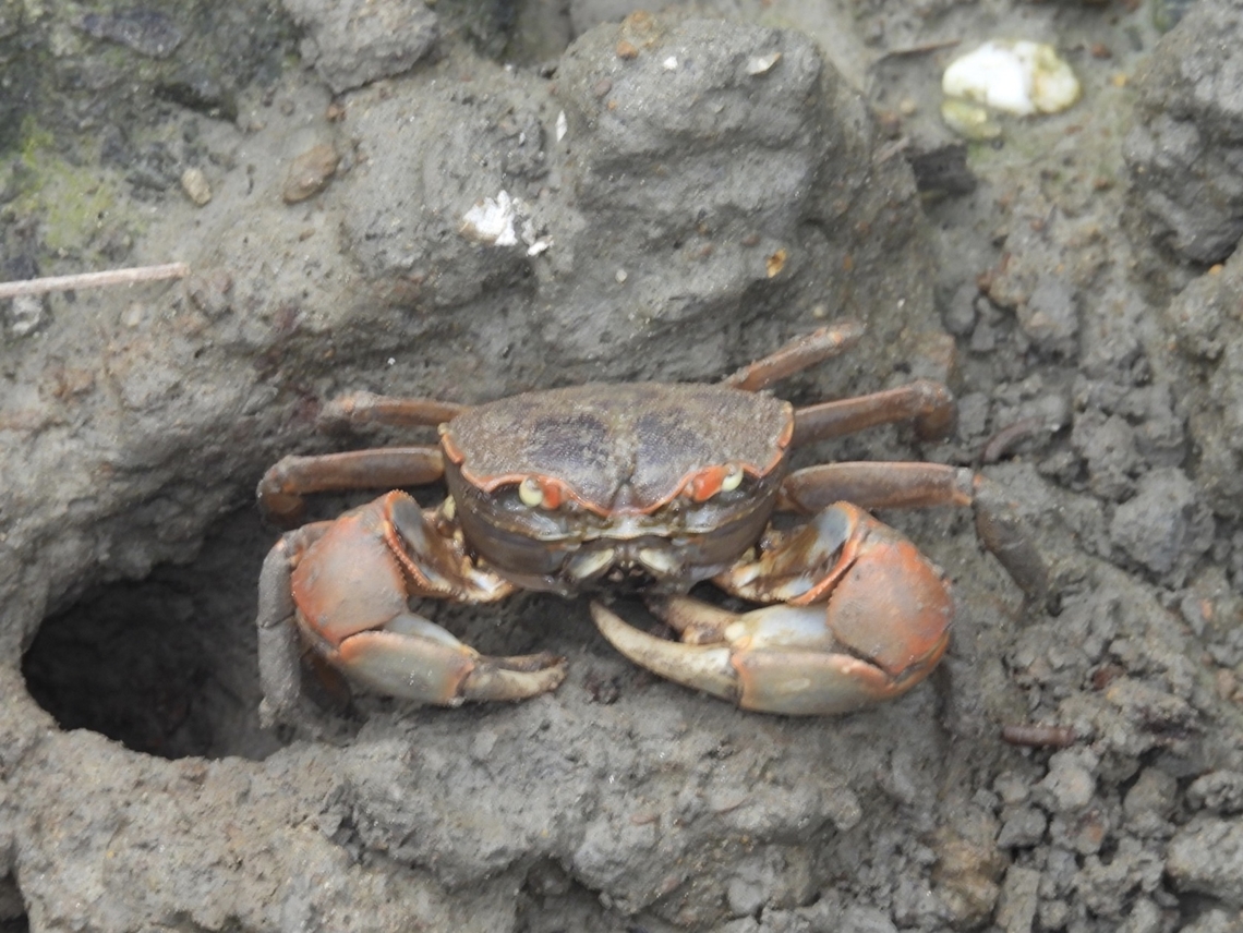 Crab - Chasmagnathus convexus  Chasmagnathus convexus,Crab,Taipei,Taiwan