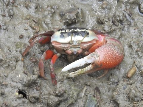 Bowed Fiddler Crab - Tubuca arcuata  Bowed Fiddler Crab,Crab,Fiddler Crab,Taipei,Taiwan,Tubuca arcuata