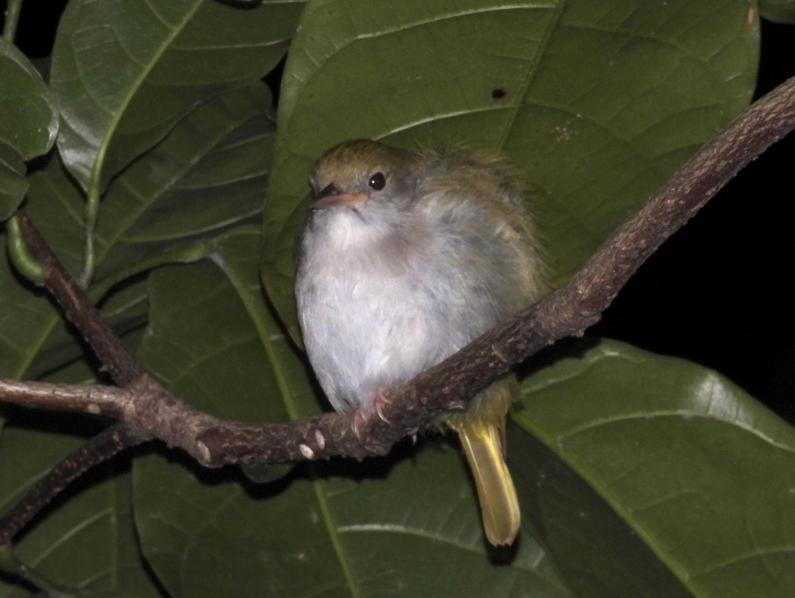 White-Bellis Erpornis - Erpornis zantholeuca  Bird,Erpornis zantholeuca,Taipei,Taiwan,White-Bellied Erpornis