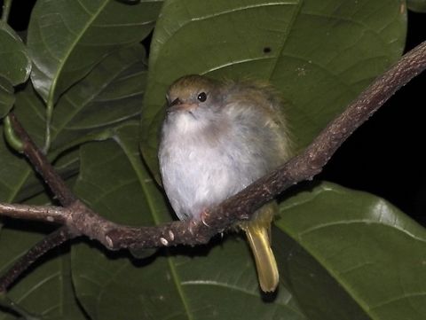 White-Bellis Erpornis - Erpornis zantholeuca  Bird,Erpornis zantholeuca,Taipei,Taiwan,White-Bellied Erpornis