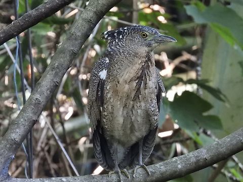 Heron - Gorsachius melanolophus melanolophus Sub-species Bird,Gorsachius melanolophus,Gorsachius melanolophus melanolophus,Heron,Malayan night heron,Taipei,Taiwan