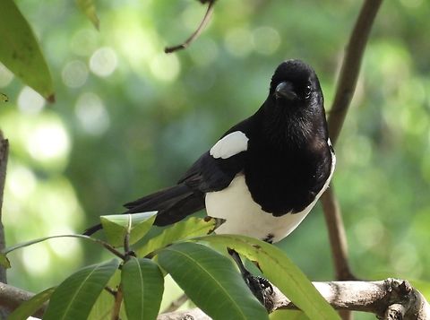 Oriental Magpie - Pica serica  Bird,Magpie,Oriental Magpie,Pica serica,Taipei,Taiwan