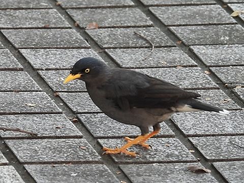 Javan Myna - Acridotheres javanicus  Acridotheres javanicus,Bird,Javan Myna,Myna,Taipei,Taiwan