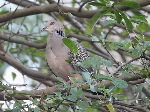 Taiwan Oriental Turtle Dove - Streptopelia orientalis orii Sub-species endemic to Taiwan Bird,Dove,Oriental Turtle Dove,Oriental turtle dove,Streptopelia orientalis,Streptopelia orientalis orii,Taipei,Taiwan,Taiwan Oriental Turtle Dove