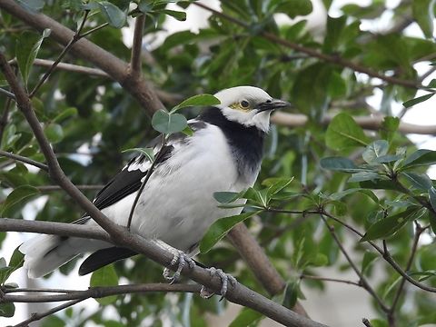 Black-collared Starling